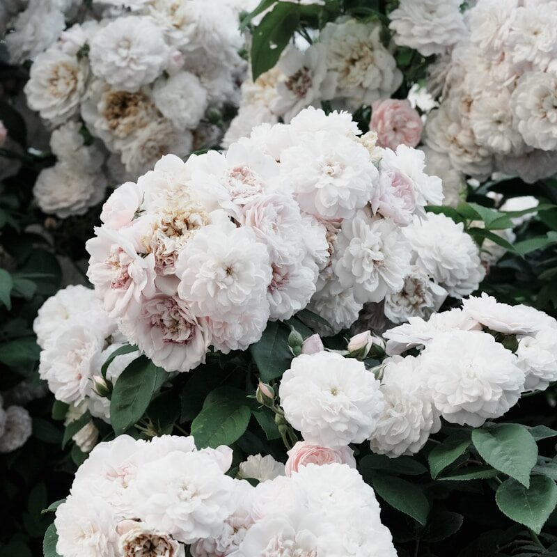 Soft white blossom for musk