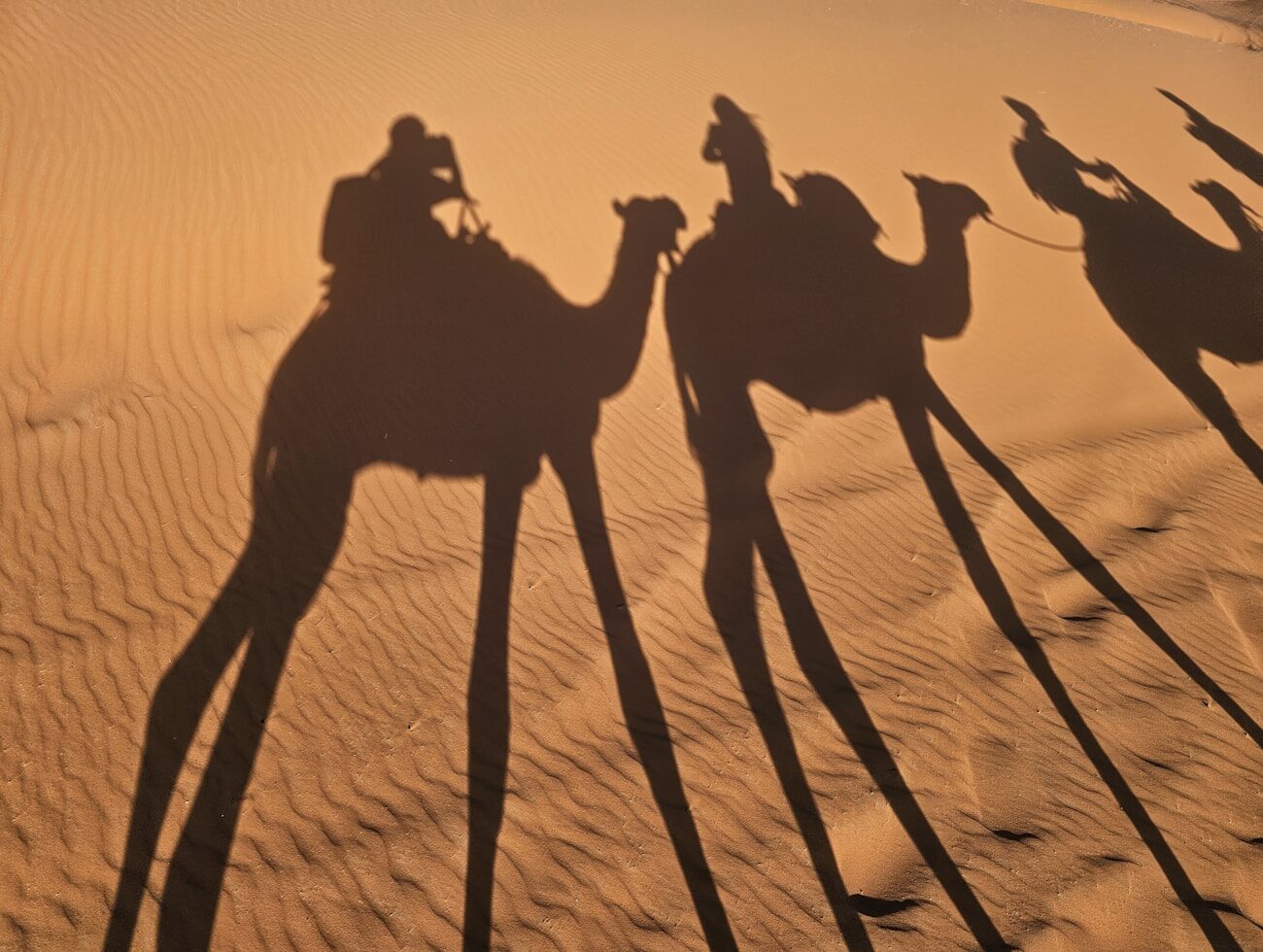 A camel caravan crossing the dunes at first light