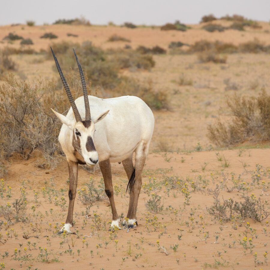An Arabian oryx in the desert
